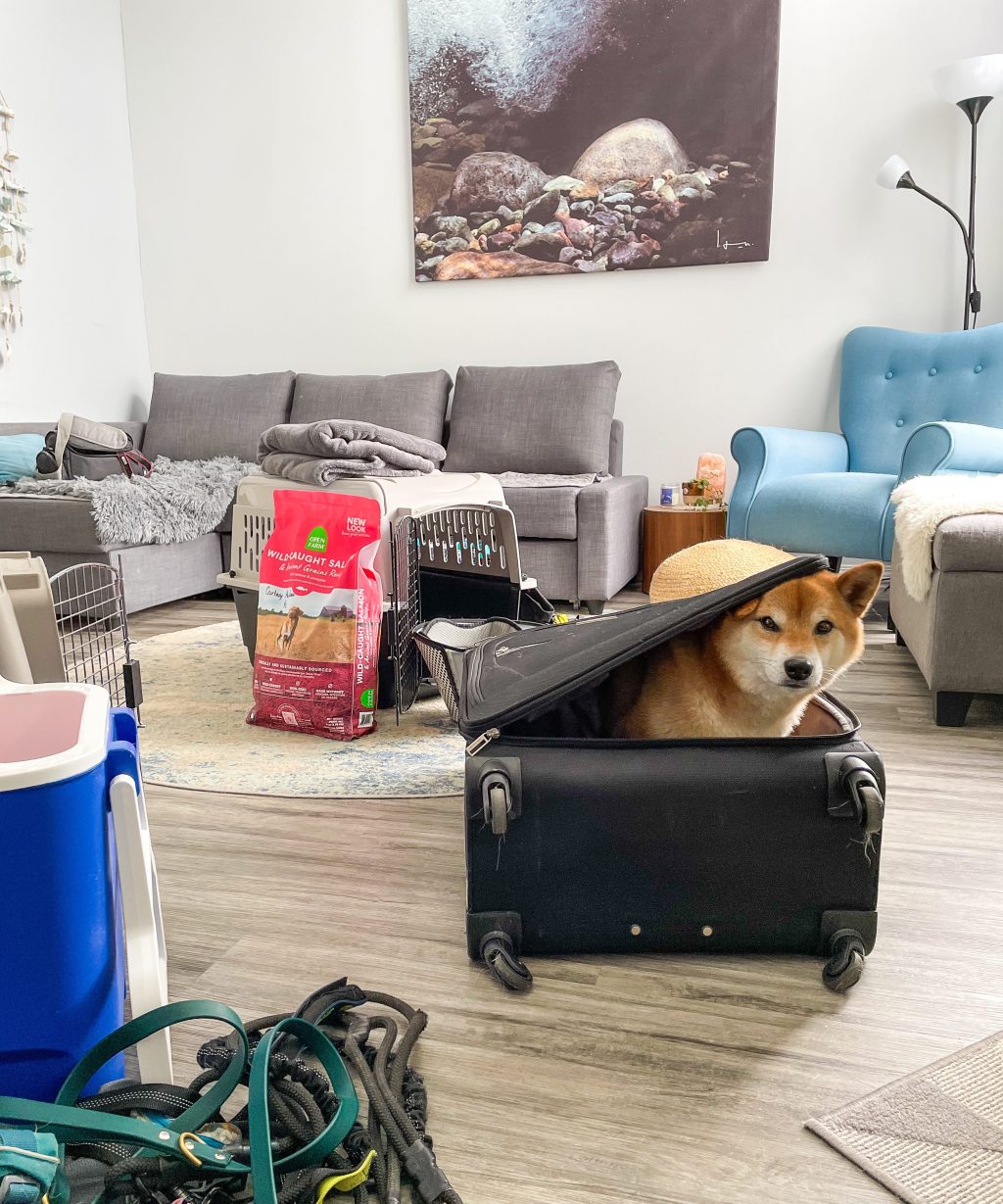 Our Tips for Roadtripping with&nbsp;Dogs