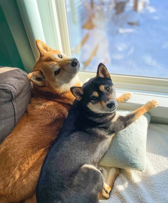 It’s Been a While – Trickster Shibes&nbsp;Update